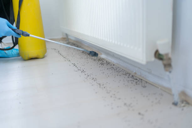 Best Local Pest Control Services  in Lemont, IL